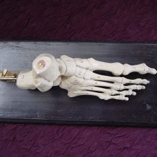 Antique Italian anatomical model of the skeleton foot