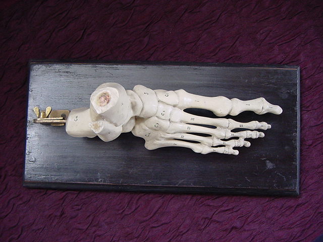 Antique Italian anatomical model of the skeleton foot