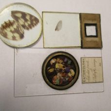 ~FOUR UNUSUAL INSECT / BUTTERFLY SLIDES~