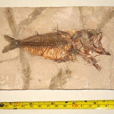 FOSSIL FISH from BOLCA (Verona-Italy)