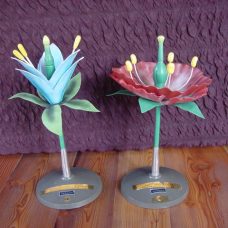 2 Italian teaching models of flowers