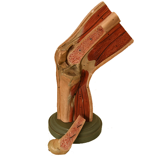 Anatomical knee model by Somso