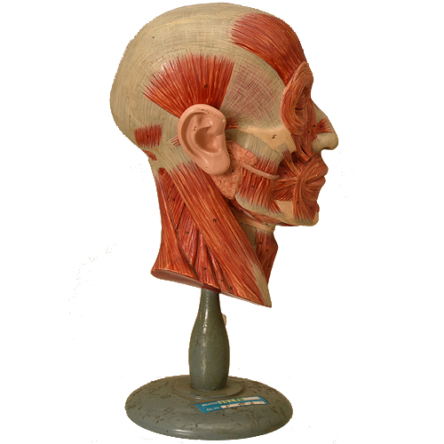 Human half head anatomical model by Somso