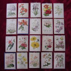 20 teaching cardboards on flowers, printed in Bruxelles, early 1900’s