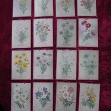 28 Italian teaching cardboards on flowers, late 1800’s-early 1900’s.