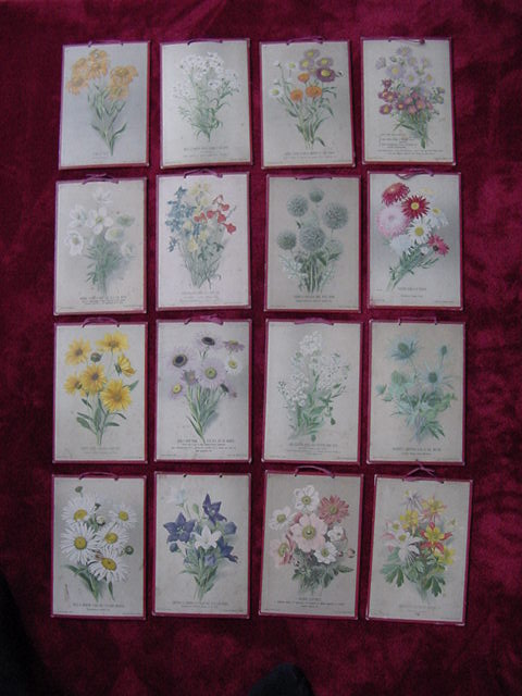 28 Italian teaching cardboards on flowers, late 1800’s-early 1900’s.