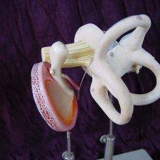 Human inner ear model, by Somso