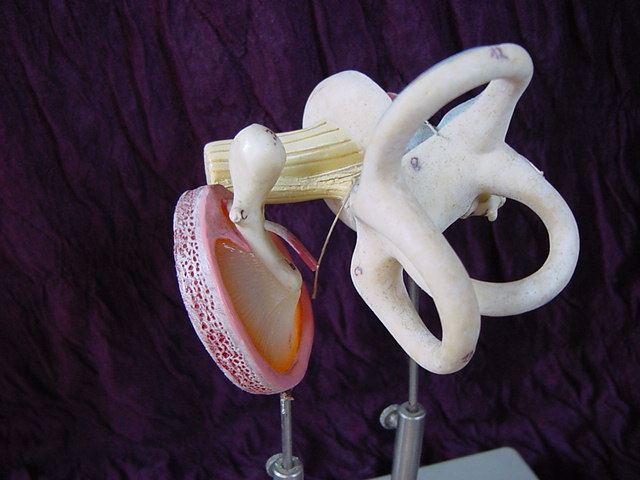 Human inner ear model, by Somso