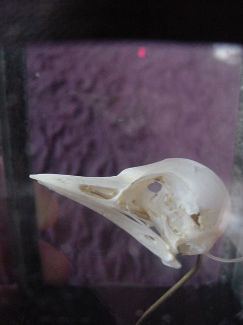 Tiny skull of a bird in a glass case, early 1900’s