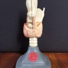 Italian model of the larynx, by “Paravia”
