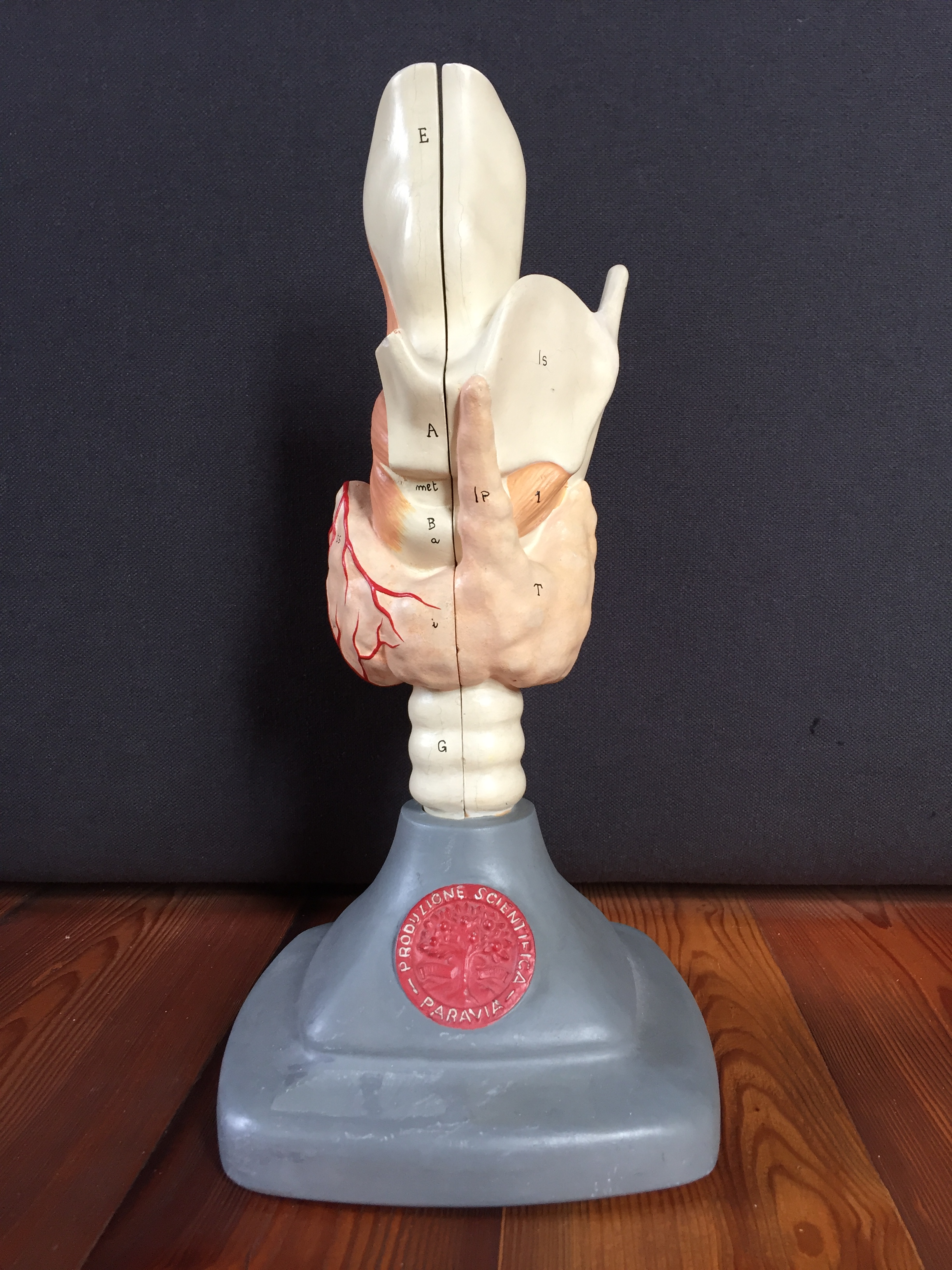 Italian model of the larynx, by “Paravia”