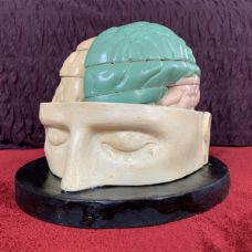 Italian anatomical model of the head and brain, early 1900’s