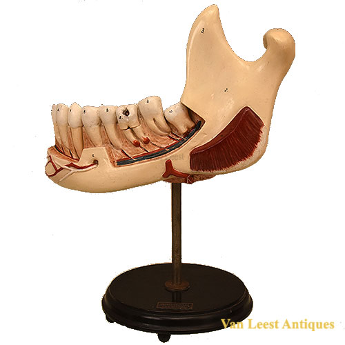 Anatomical jaw model Merckelbach