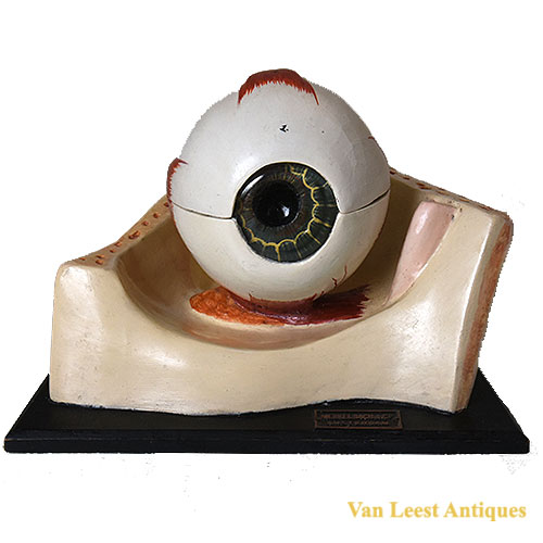 Anatomical eye model by Merkelbach