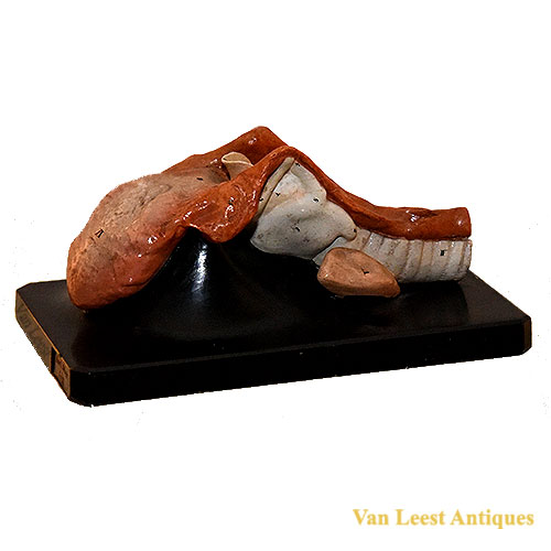 Bock Steger anatomical tongue model