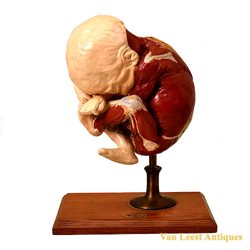 Human Fetus model.