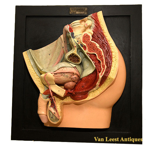 Male anatomical Pelvis model, C 1930