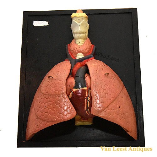 Anatomical Lung and Heart model, C 1930