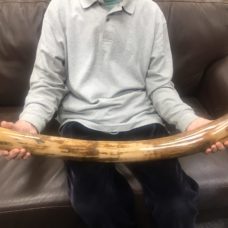 Mammoth Tusk