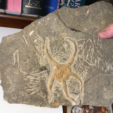 Brittle Starfish Fossil
