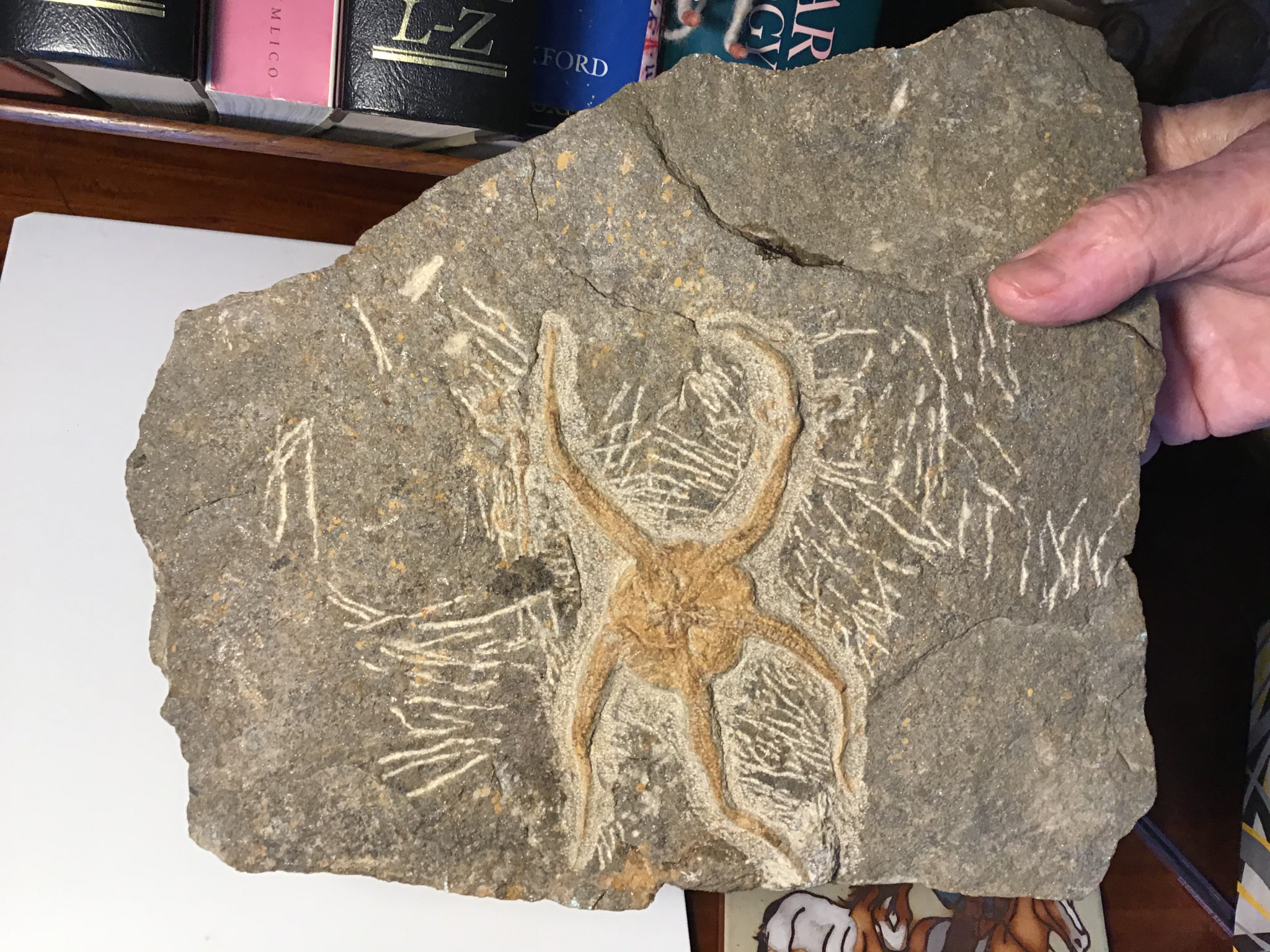 Brittle Starfish Fossil