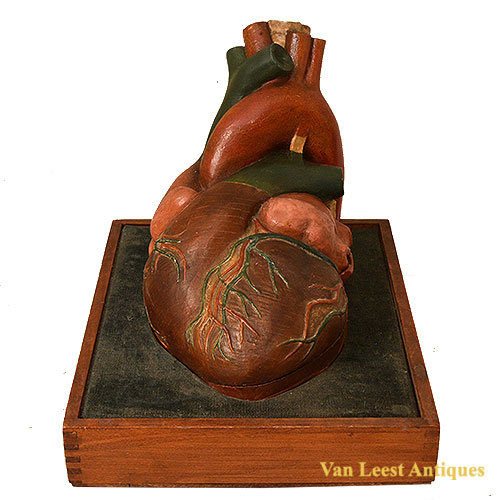 Anatomical Heart model, Bock Steger, C 1890 by retailer Vallardi