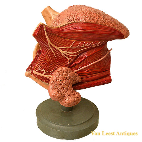 Anatomical tongue model by Somso