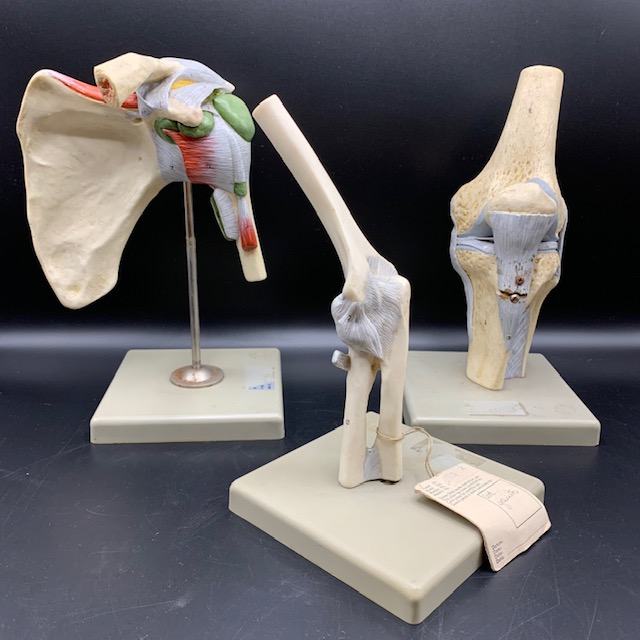 Vintage anatomical models of the 3 main human articulations