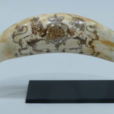Bifacial engraved sperm whale tooth with English coat of arms
