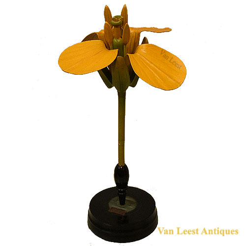 Brassica Napus Brendel flower model
