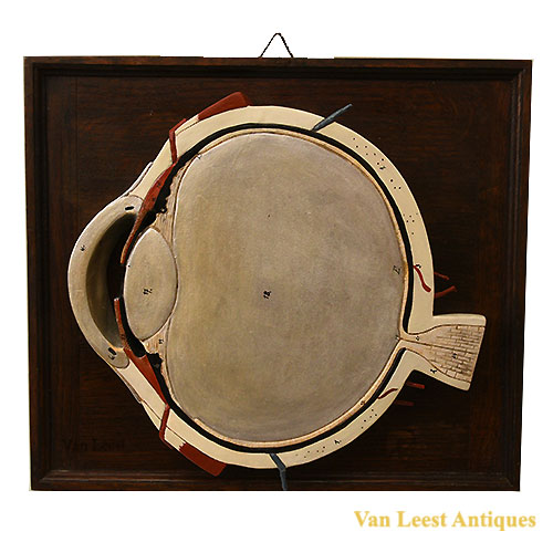 Anatomical sagitale intersection of eyeball c 1900
