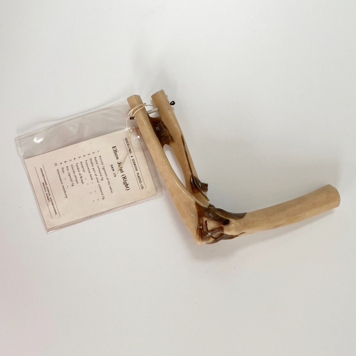 Anatomical Elbow Joint Model by Educational & Scientific Plastics Ltd