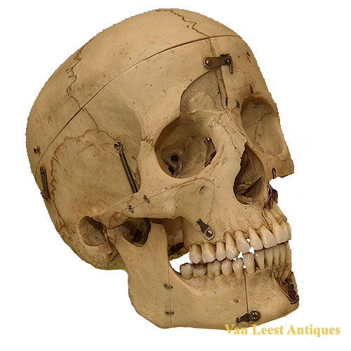 Human preparation Study Skull For dentistry use(d).