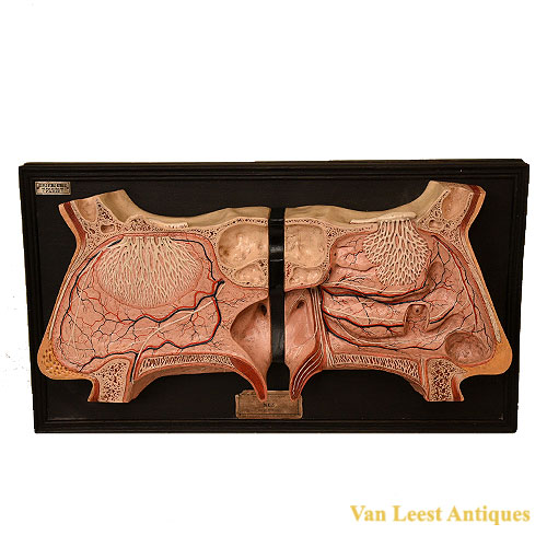 Anatomical model Internal Nose  – Deyrolle paris C 1920