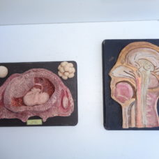 2 beautiful anatomical models of plaster