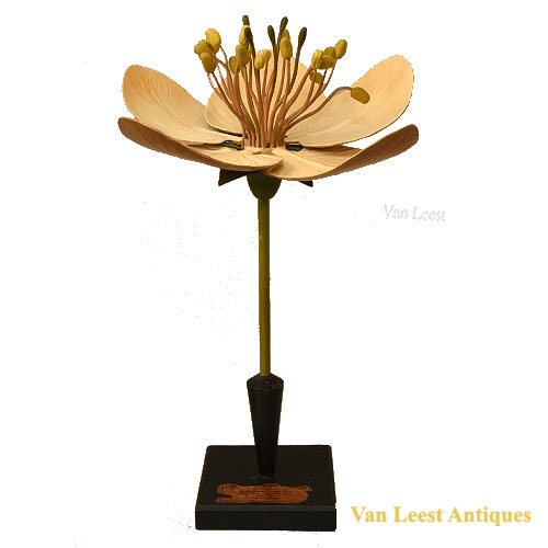Pyrus Malus flower model, R. Brendel