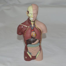 Vintage Plastic / Rubber Anatomical Figure With Removable Organs.