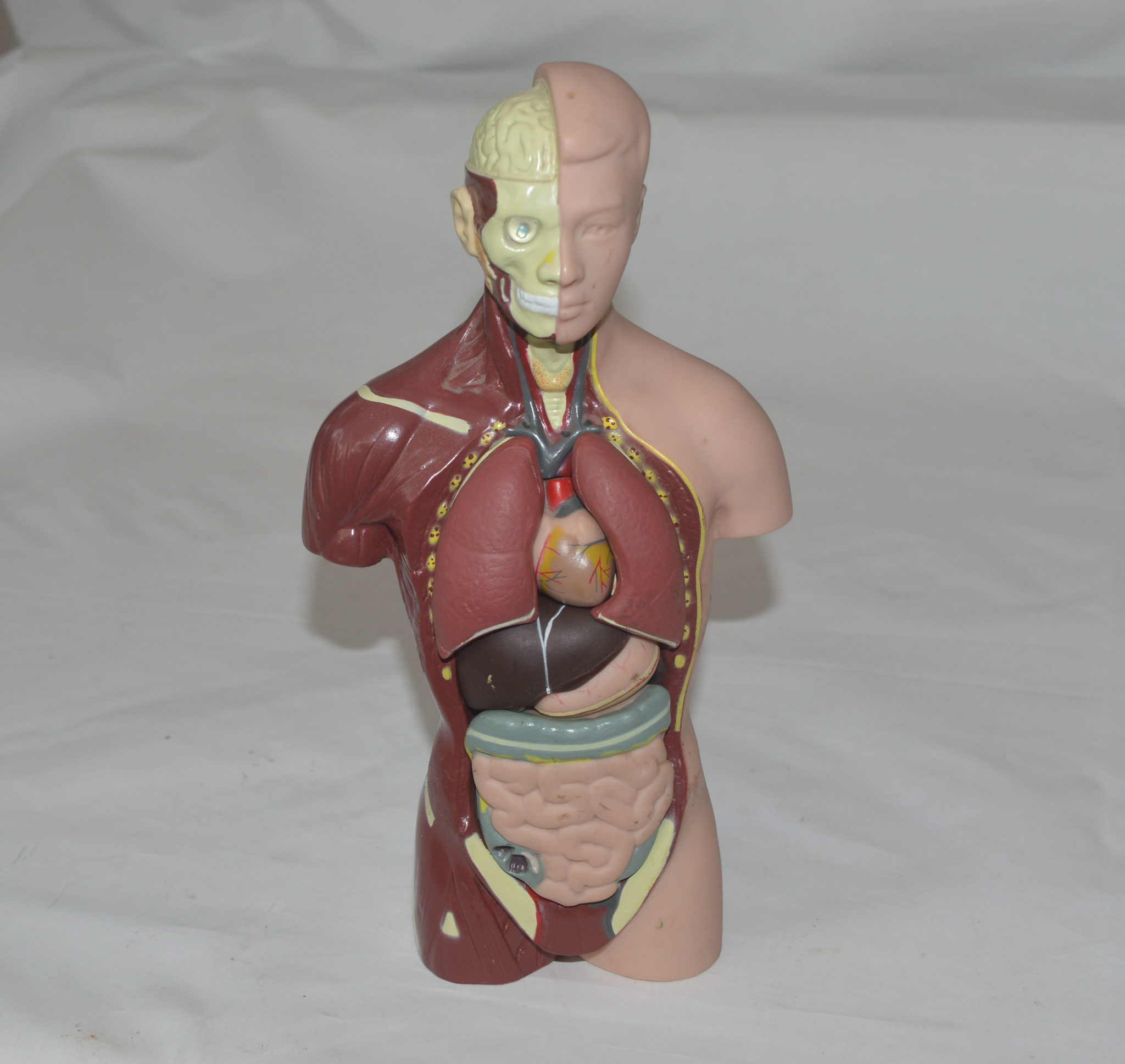 Vintage Plastic / Rubber Anatomical Figure With Removable Organs.