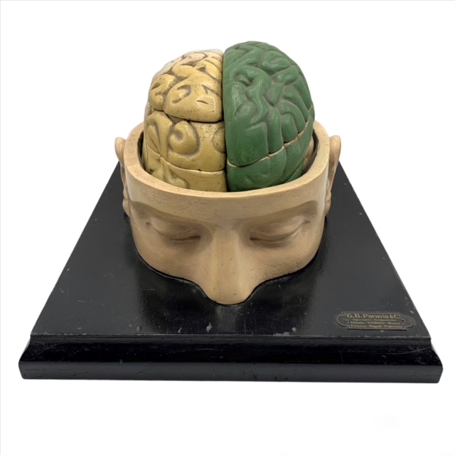 Italian anatomical model of the head and brain, by Paravia
