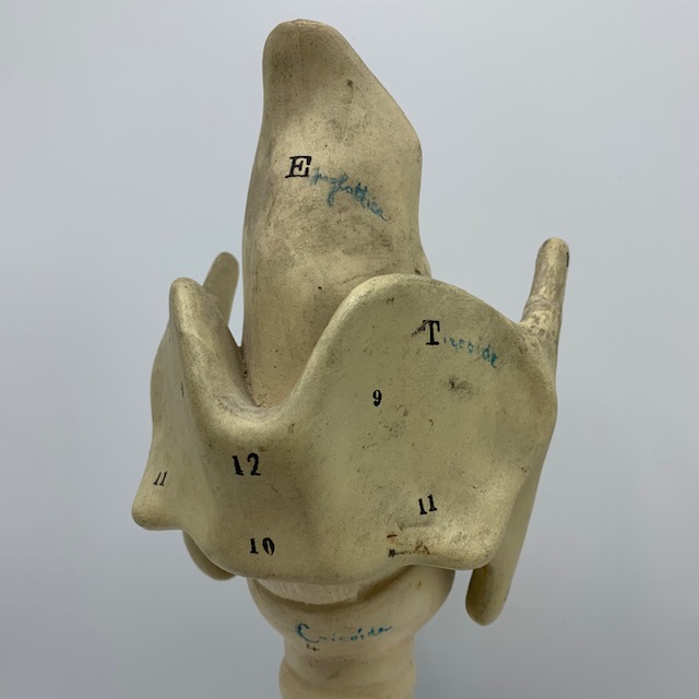Antique Italian anatomical model of the larynx, by “Paravia”
