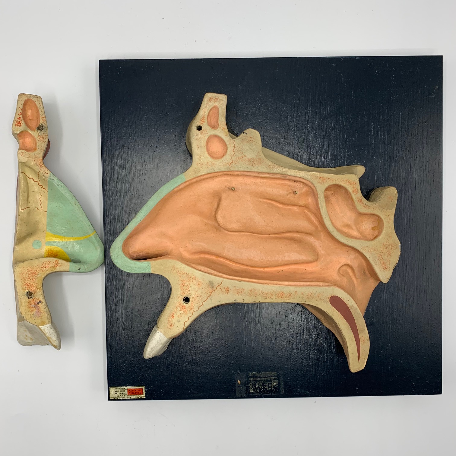 Italian anatomical model of the nose, by Antonio Vallardi