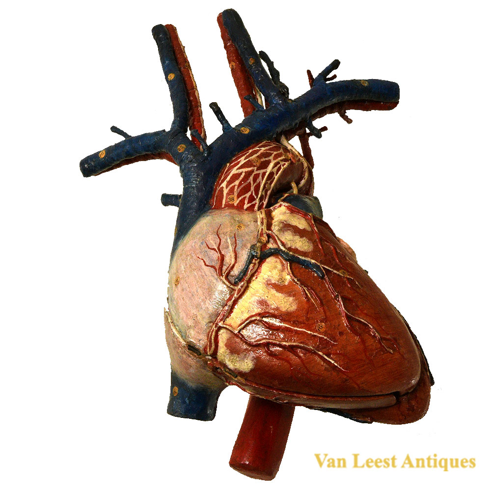 Auzoux ca 1890’s anatomical heart model