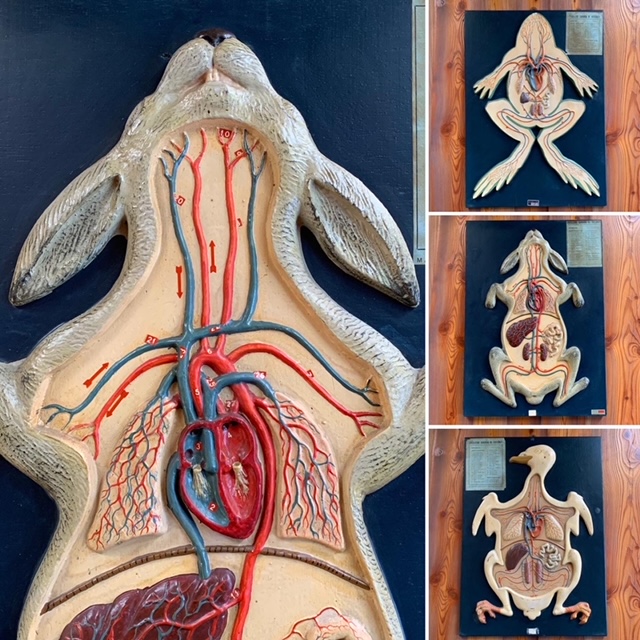 3 Italian anatomical models of the blood circulation system in 3 animals