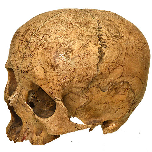 Human Phrenology skull without lower Jaw.