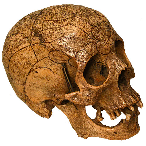 Human adult Phrenology skull with lower jaw.