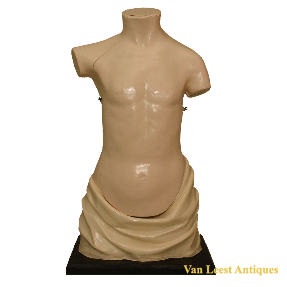 Anatomical human child torso, C 1890