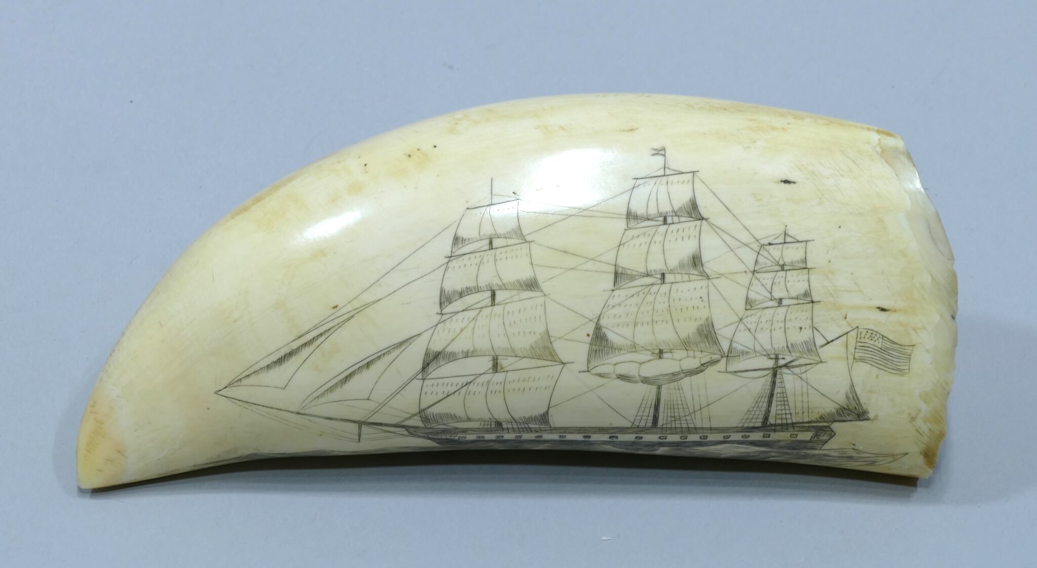 Engraved Sperm Whale Tooth Representing The Constellation Vessel Dated 1815