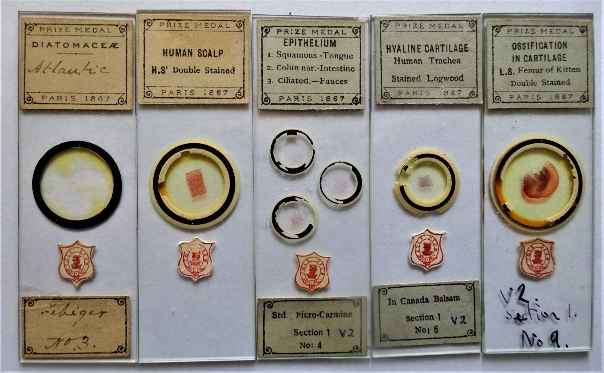 11 Glass microscope slides mounted by A C Cole