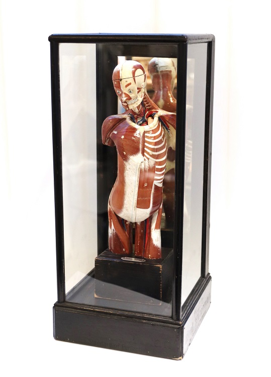 A rare miniature Auzoux anatomical model of the human body, 35cm height