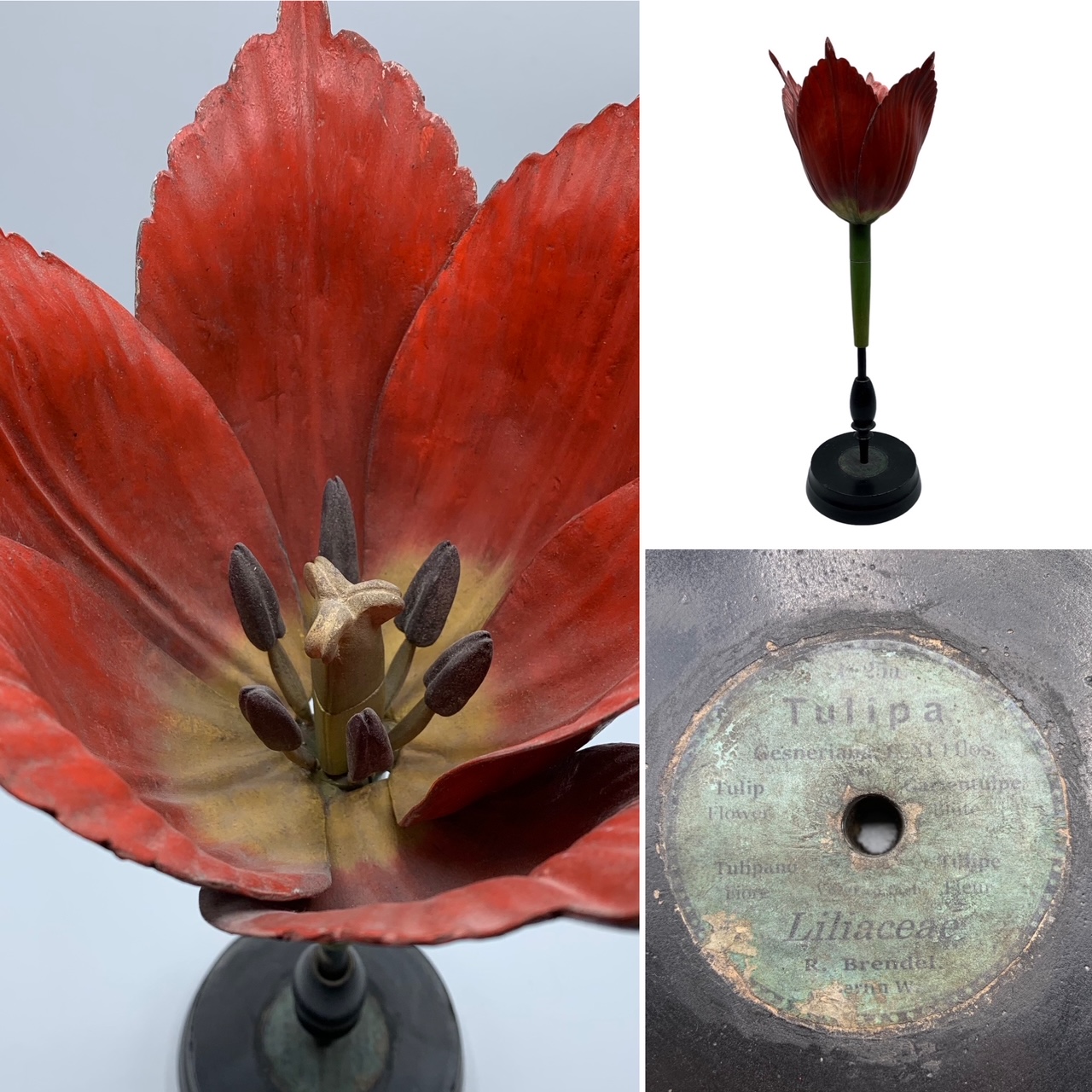 Antique botanical model of the Tulip, by R. Brendel, from the late 1800’s/early 1900’s.